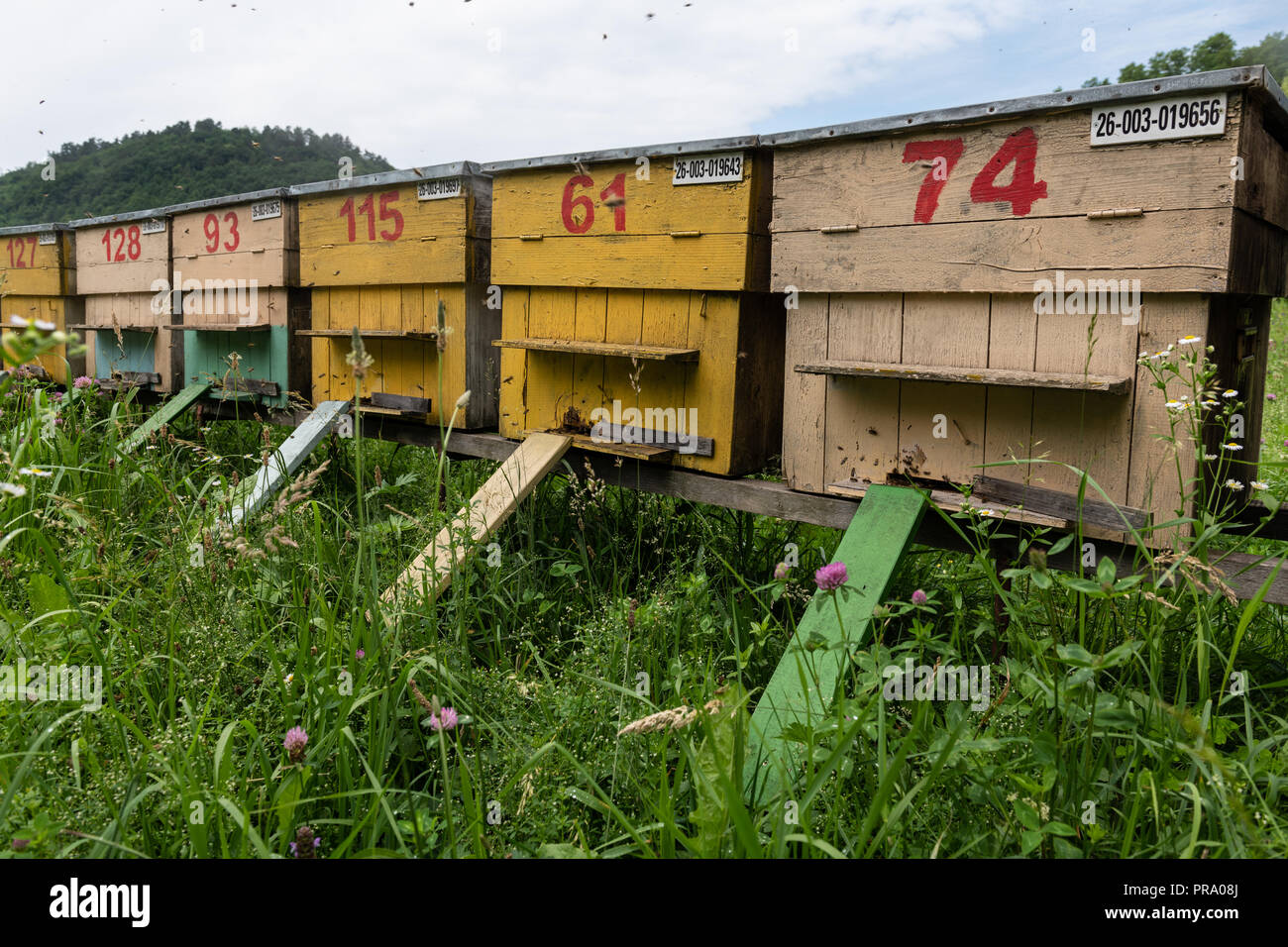 Group of colorful honey bee beehives in a rural meadow. Stock Photo