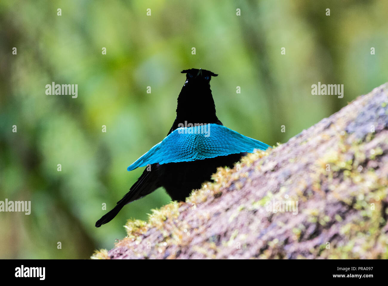 Blue Bird Of Paradise Flying