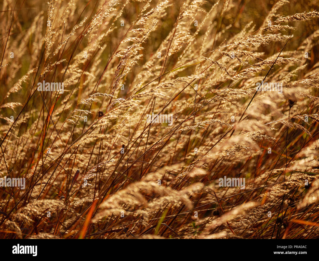 Indian grass (Sorghastrum nutans). Backlit. Pheasant Branch Conservancy, Wisconsin. Stock Photo