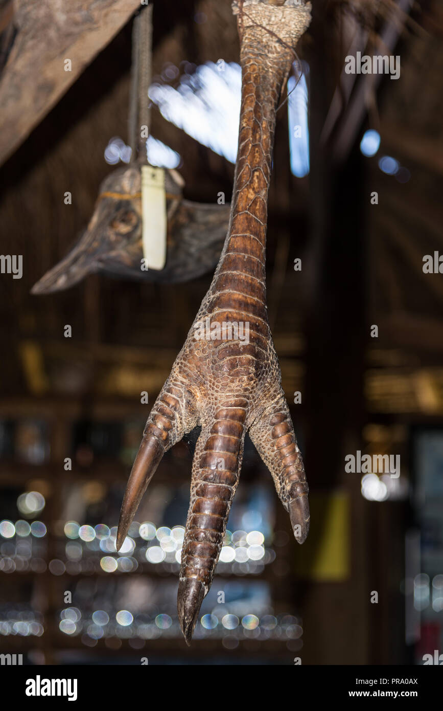 A foot and claw of a native Northern Cassowary (Casuarius unappendiculatus) hanging from ceiling. Wamena, Papua, Indonesia. Stock Photo