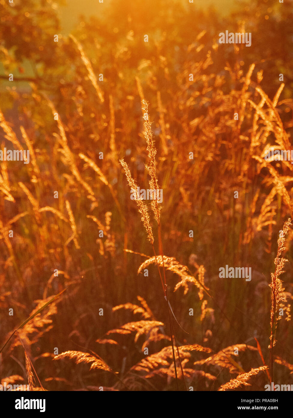 Indian grass (Sorghastrum nutans). Backlit. Pheasant Branch Conservancy, Wisconsin. Stock Photo