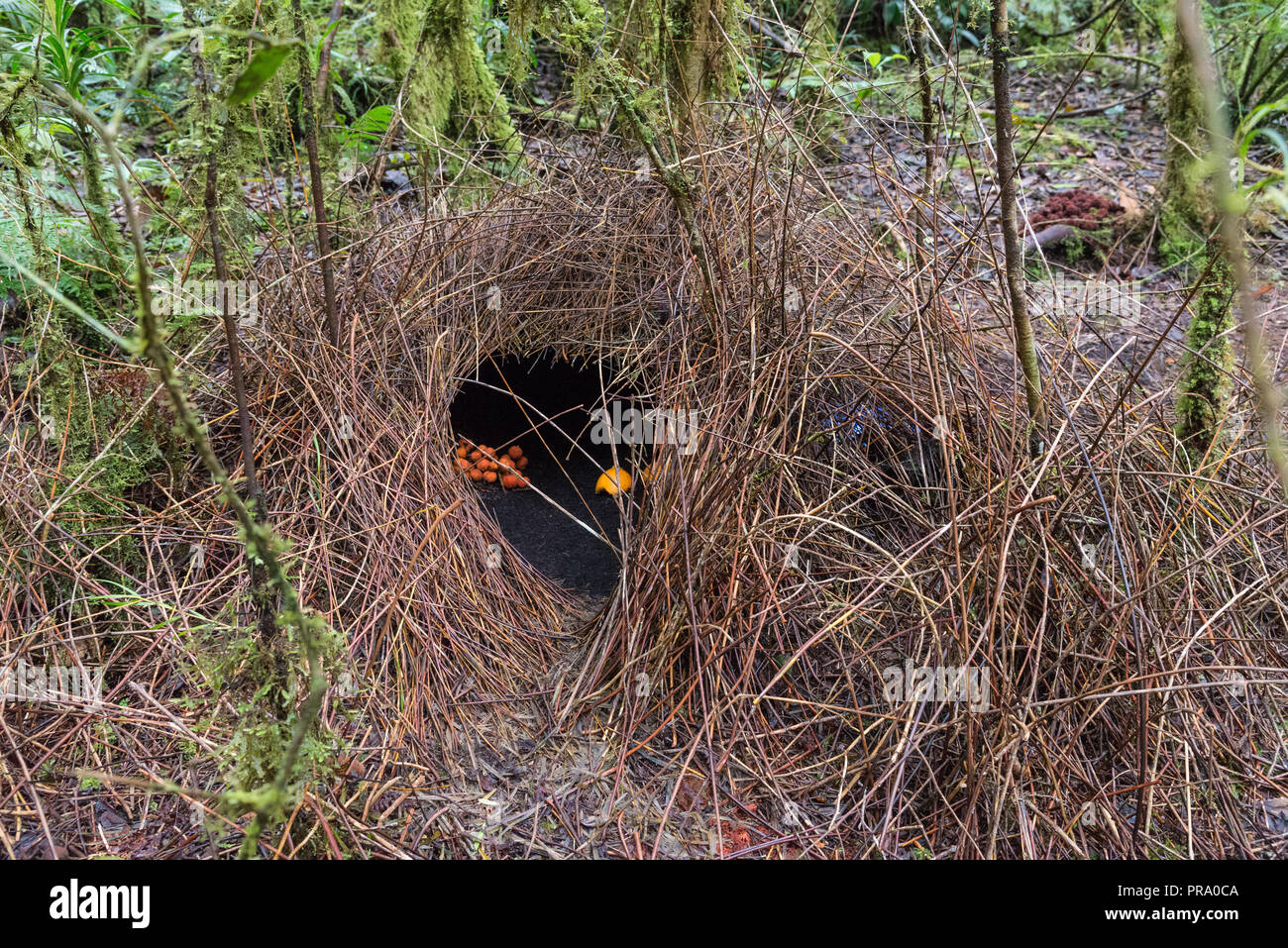 Bower of a Vogelkop bowerbird (Amblyornis inornata) with a variety of decorations collected by the male bird. Arfak Mountains, Papua, Indonesia. Stock Photo