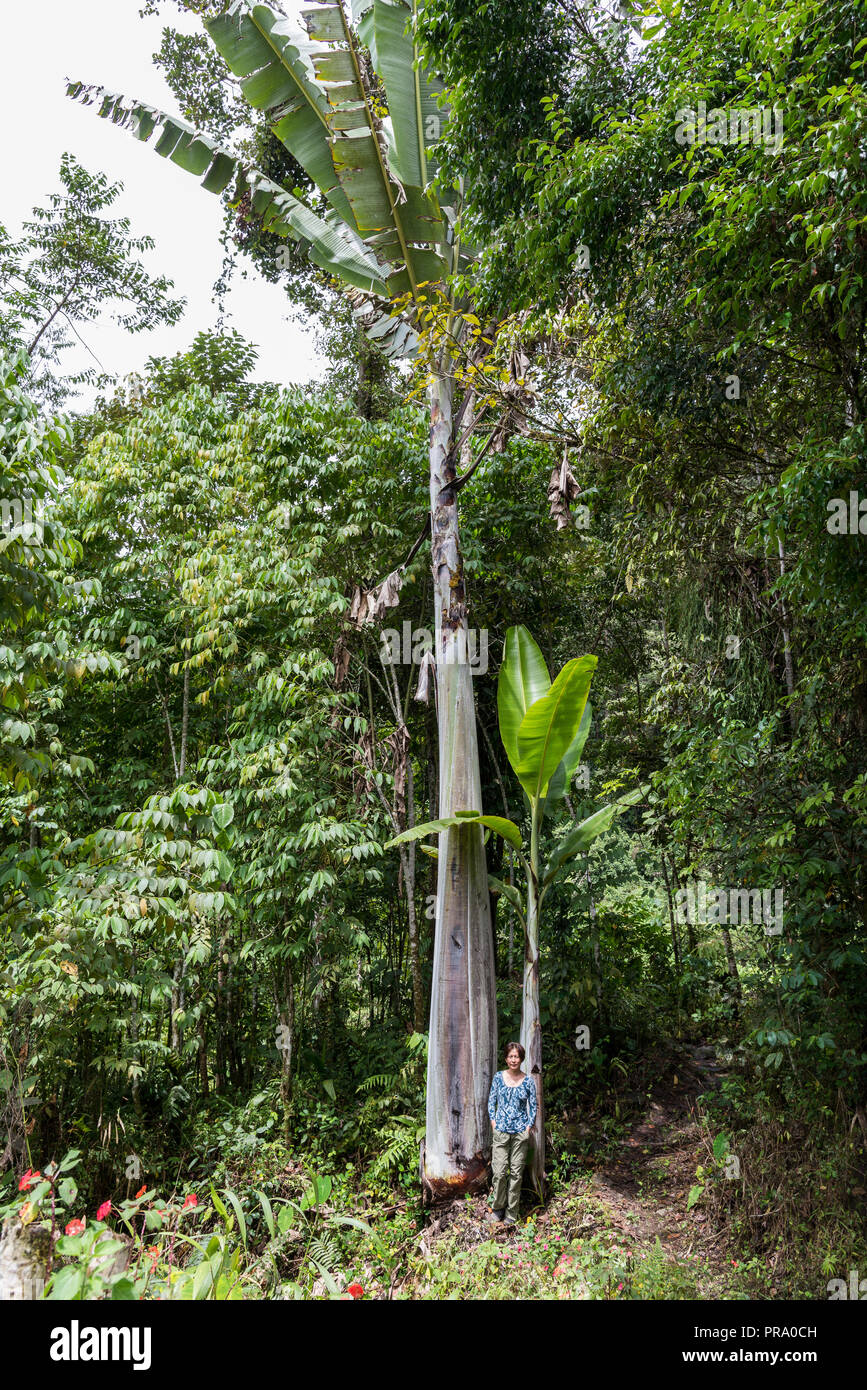 Giant banana hi-res stock photography and images - Alamy