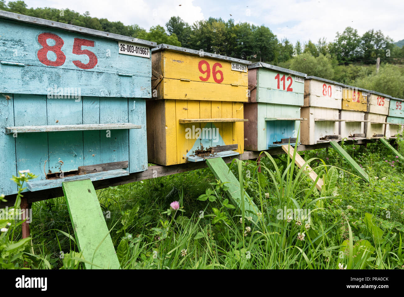 Group of colorful honey bee beehives in a rural meadow. Stock Photo