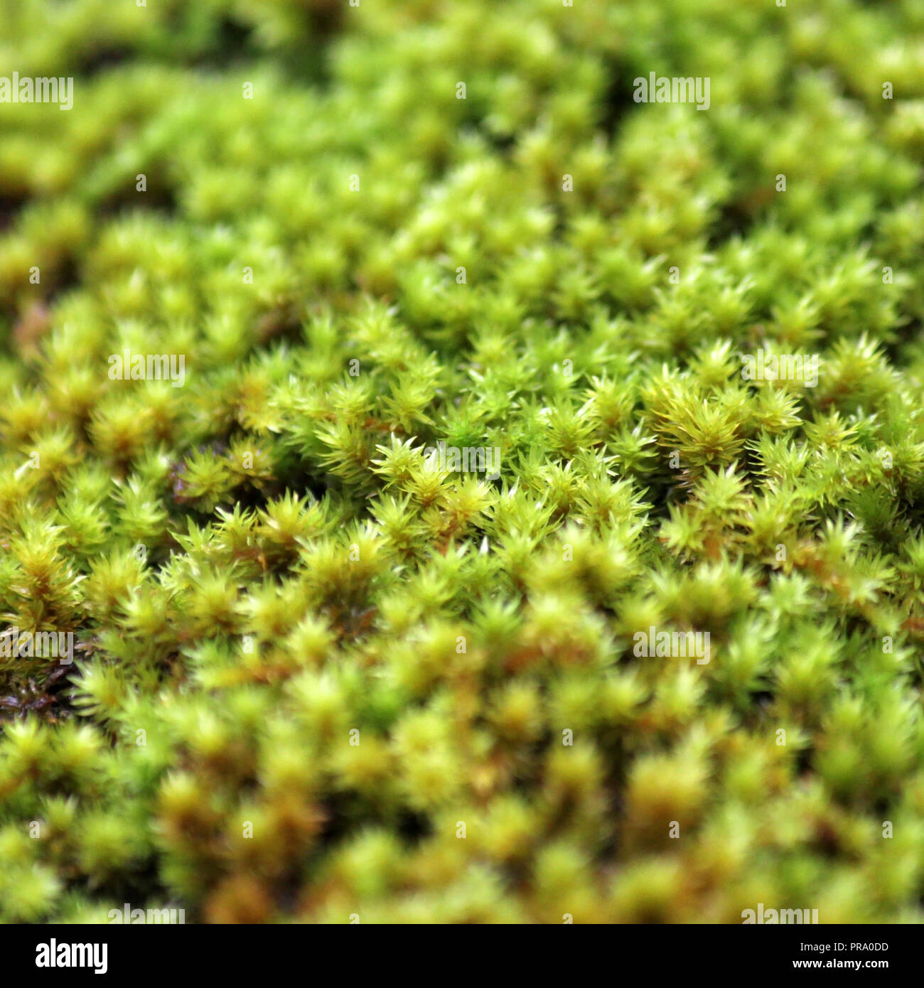 Plant moss green forest ground hi-res stock photography and images - Alamy