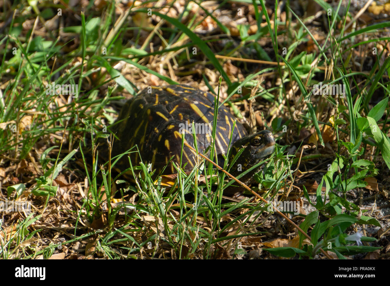 A Florida Box Turtle (Terrapene carolina ssp. bauri) peaking through grass at Audubon of Martin County, Florida, USA Stock Photo