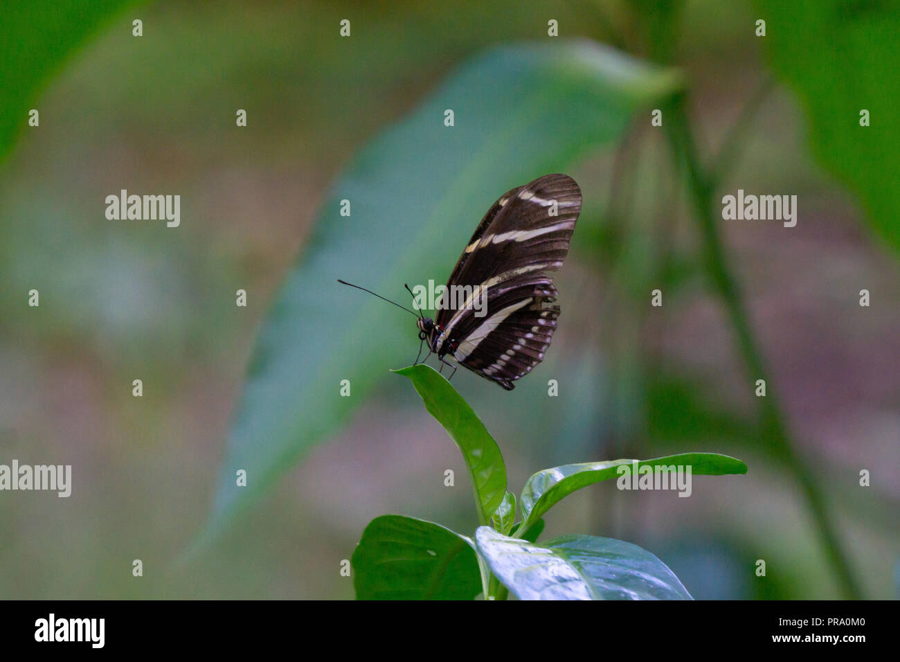 A Zebra Longwing Butterfly (Heliconius charithonia) resting on a leaf