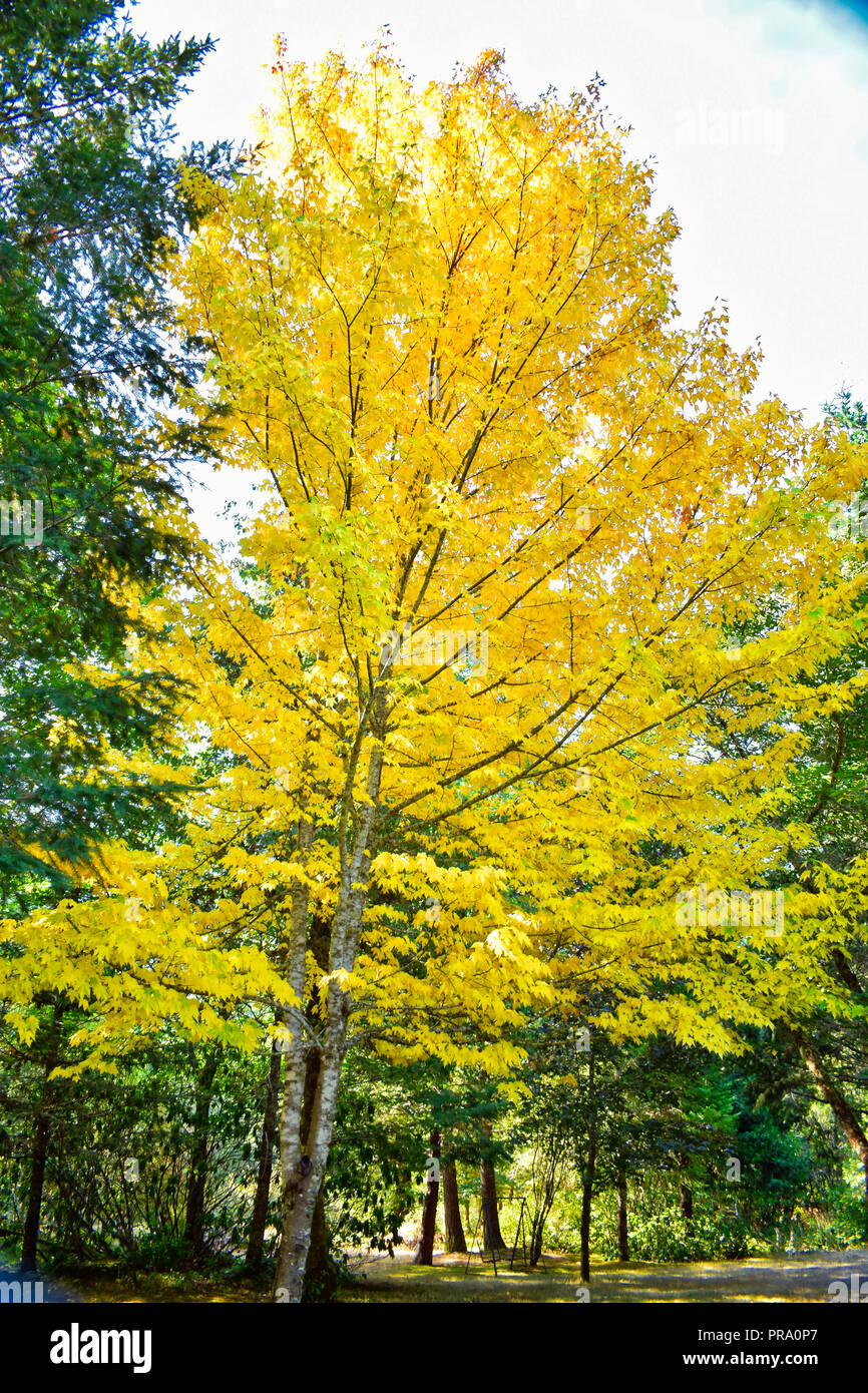 Fall colors and Foliage Stock Photo