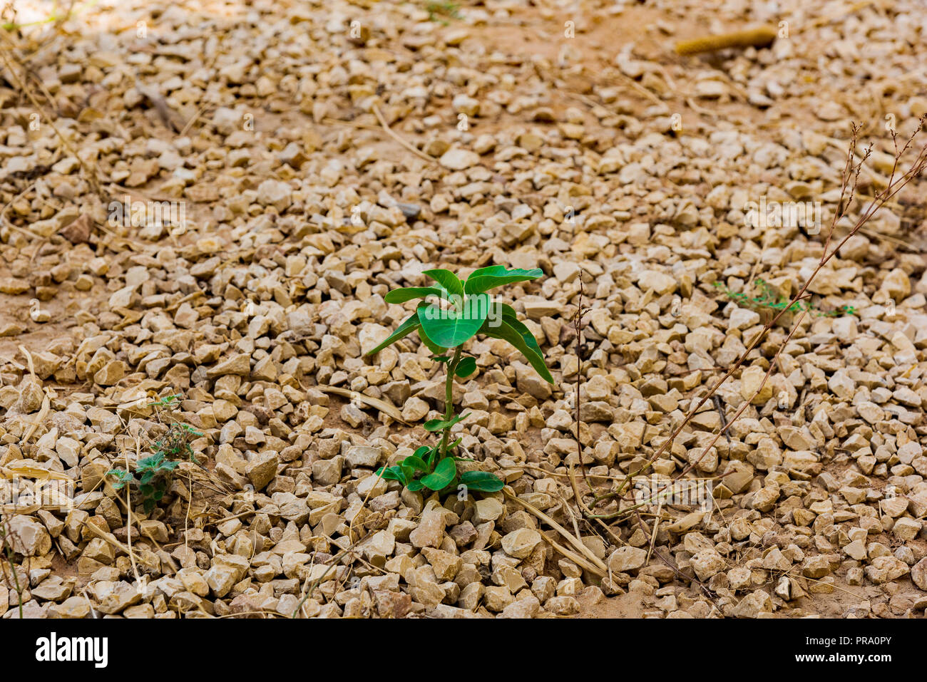 New plant in desert rock garden. Photo taken in Riyadh, Saudi Arabia Stock Photo