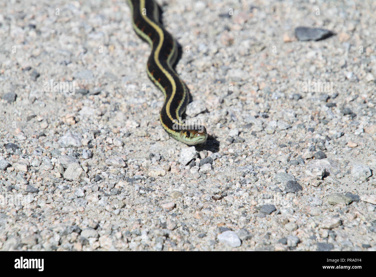 A garter snake on a fine gravel trail in the sun.  The snake is sideways to the camera and there is little or no shadow.  The snake is green with yell Stock Photo