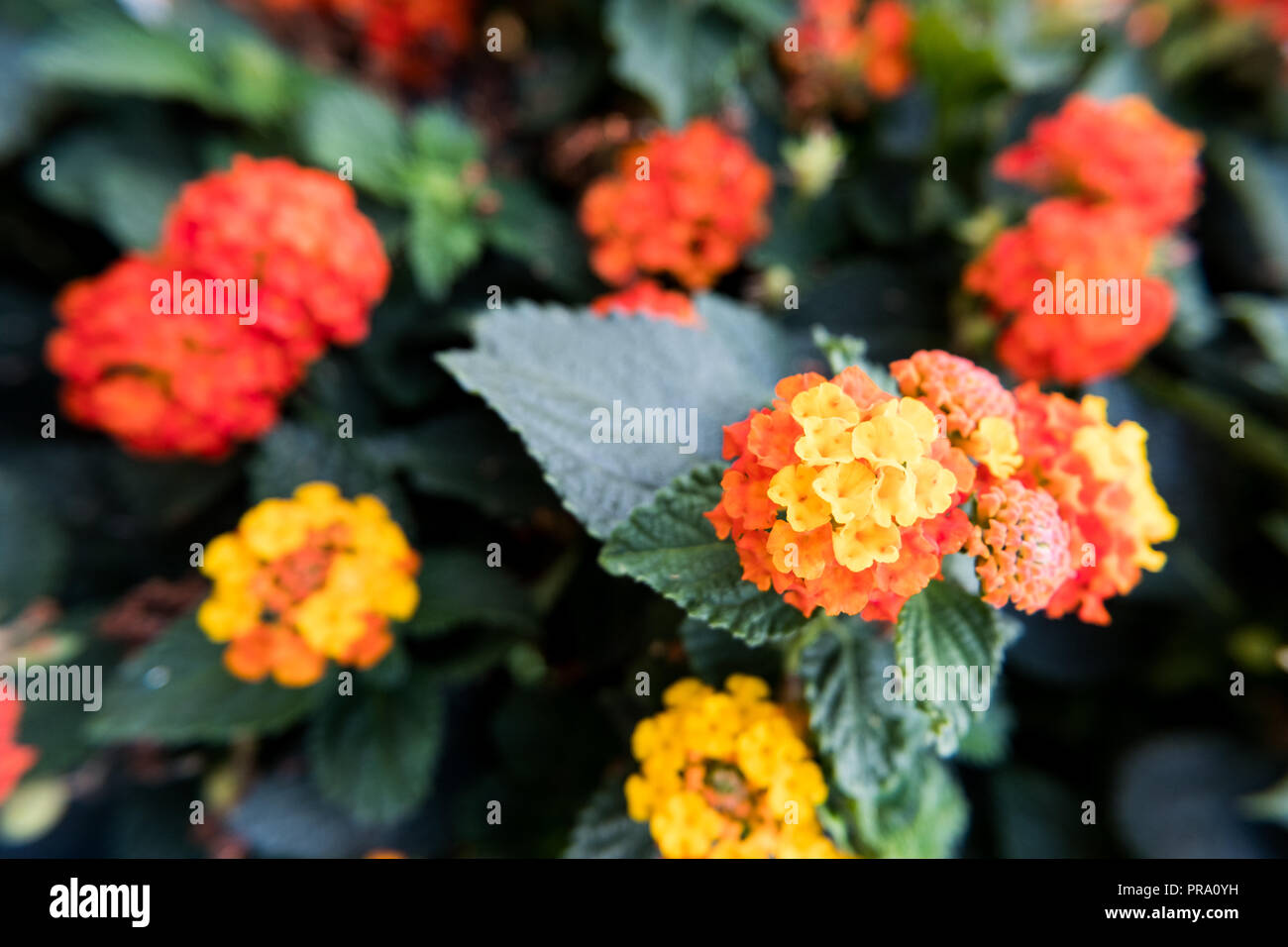 Nature flower wallpaper background red and yellow Lantana Camara also known as Big-sage, Wild-sage, Hedge Flower, Weeping Lantana, Lantana Camara Linn Stock Photo