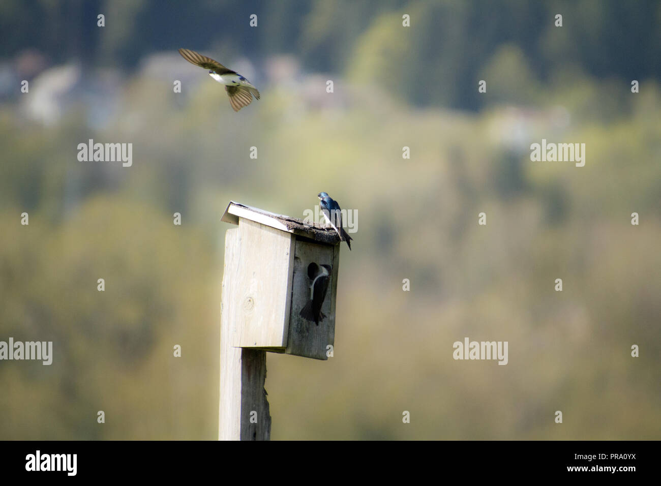 A tree swallow flying around a bird house with one swallow on the roof
