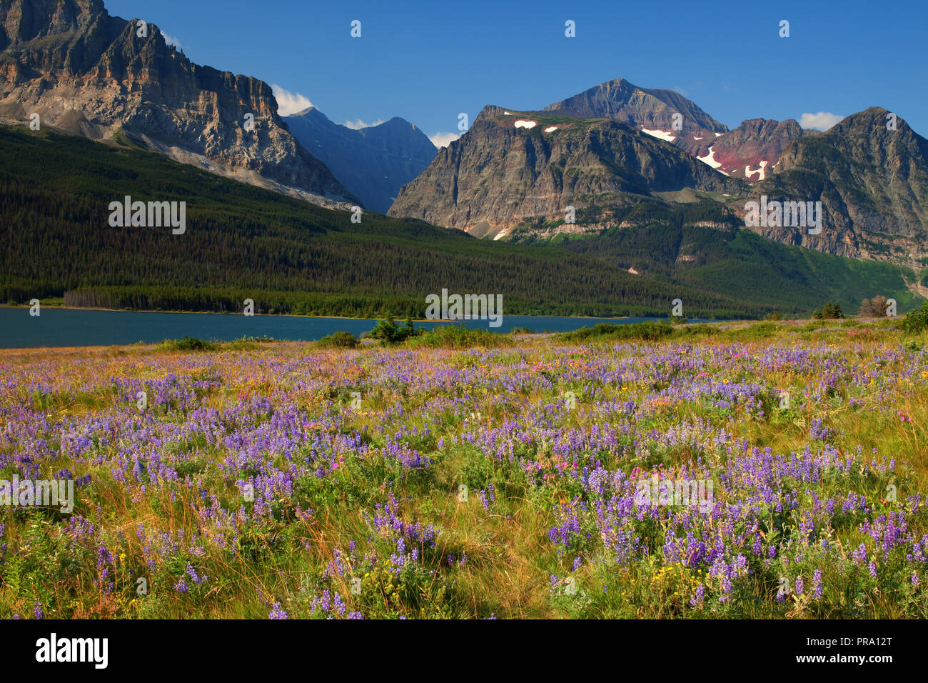 Wildflower meadow in Glacier National Park, Montana, USA Stock Photo ...