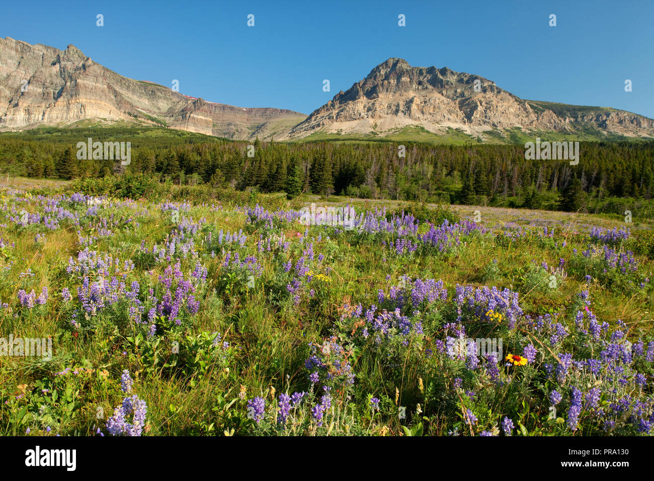 Wildflower meadow in Glacier National Park, Montana, USA Stock Photo ...