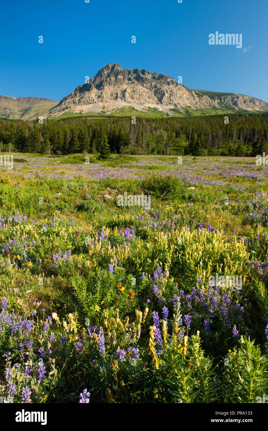 Wildflower meadow in Glacier National Park, Montana, USA Stock Photo ...