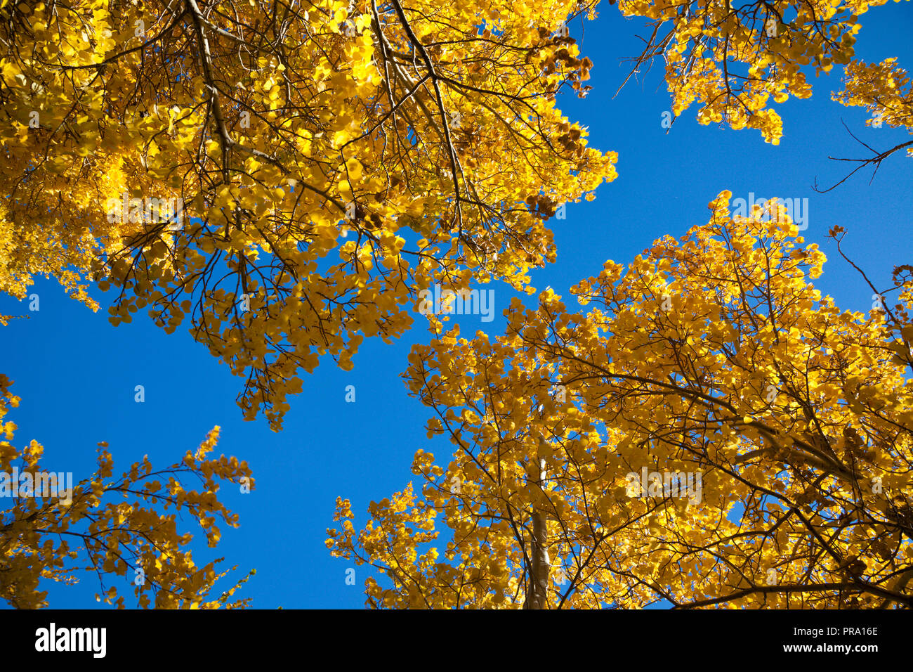 Looking up at a poplar tree in fall with bright backlit yellow leaves Stock Photo