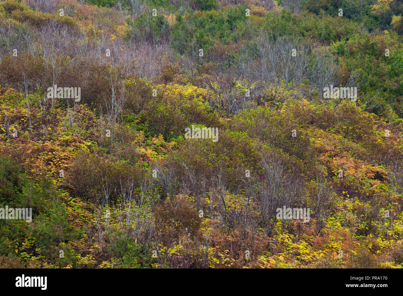A hillside covered in colorful autumn trees and shrubs, British Columbia, Canada Stock Photo Alamy