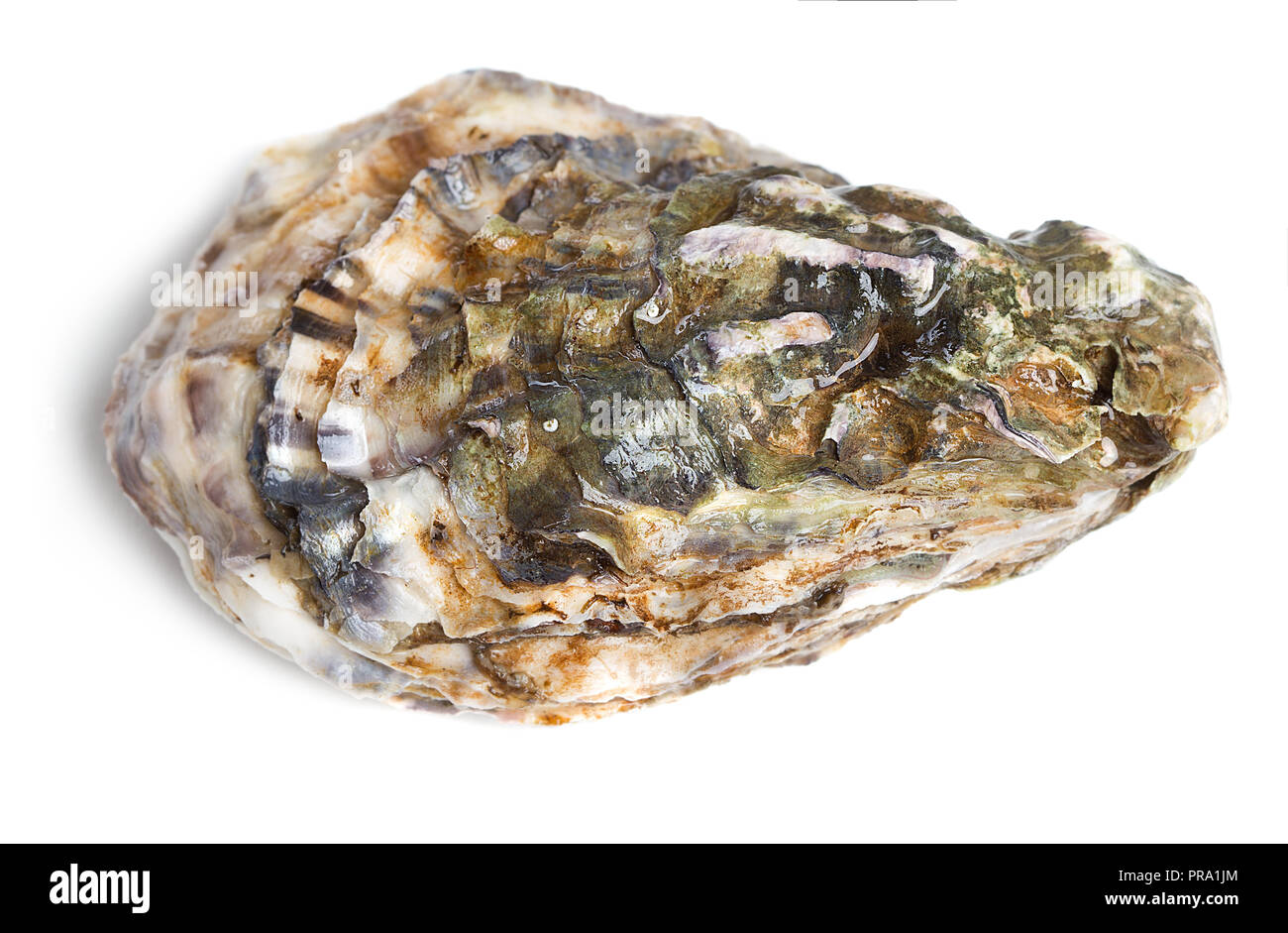 Single oyster Cut Out Stock Images Pictures Alamy Single oyster Cut Out Stock Images Pictures Alamy