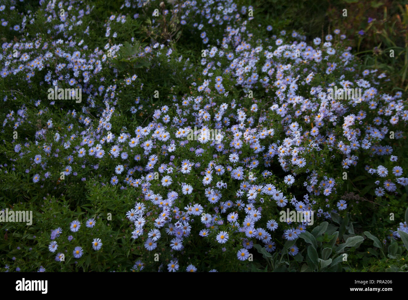 Small white aster flowers meadow in the park on autumn evening Stock Photo