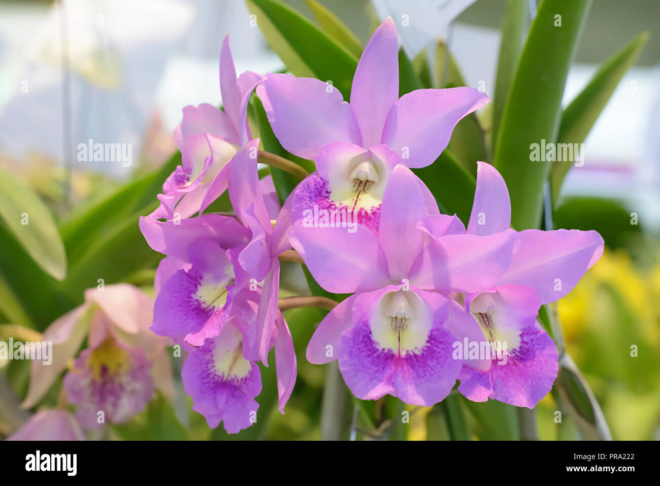 Cattleya is a genus of 113 species of orchids from Costa Rica and the Antilles south to Argentina. Stock Photo
