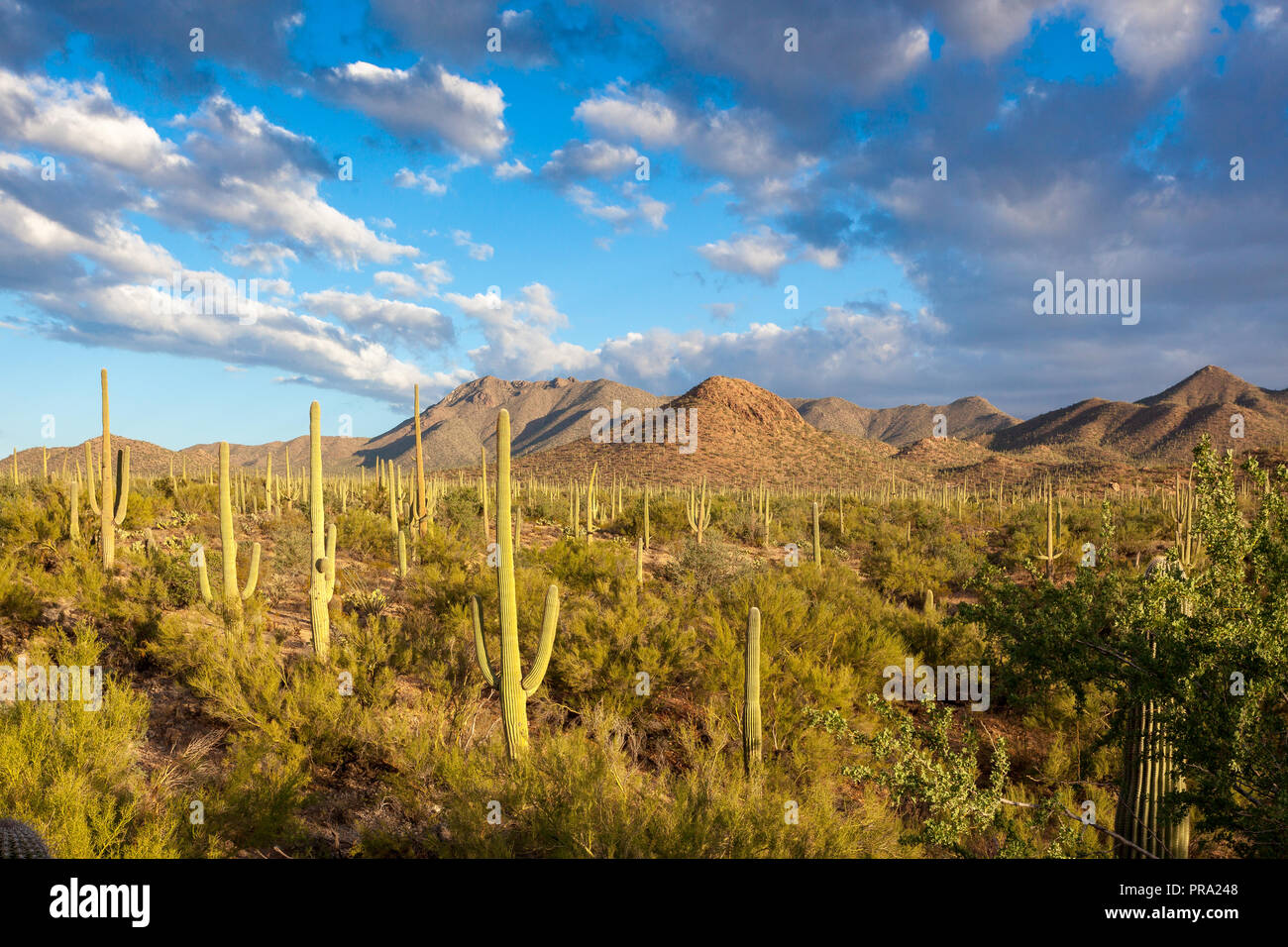 Ecosystem sonora sonoran desert hi-res stock photography and images - Alamy