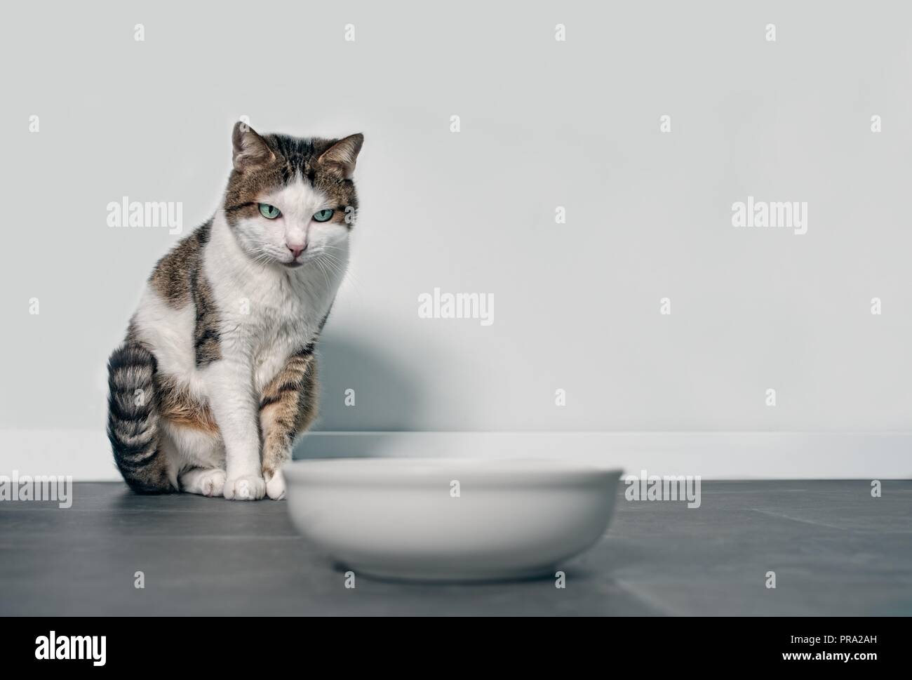 Hungry tabby cat looking to a emty food bowl. Stock Photo