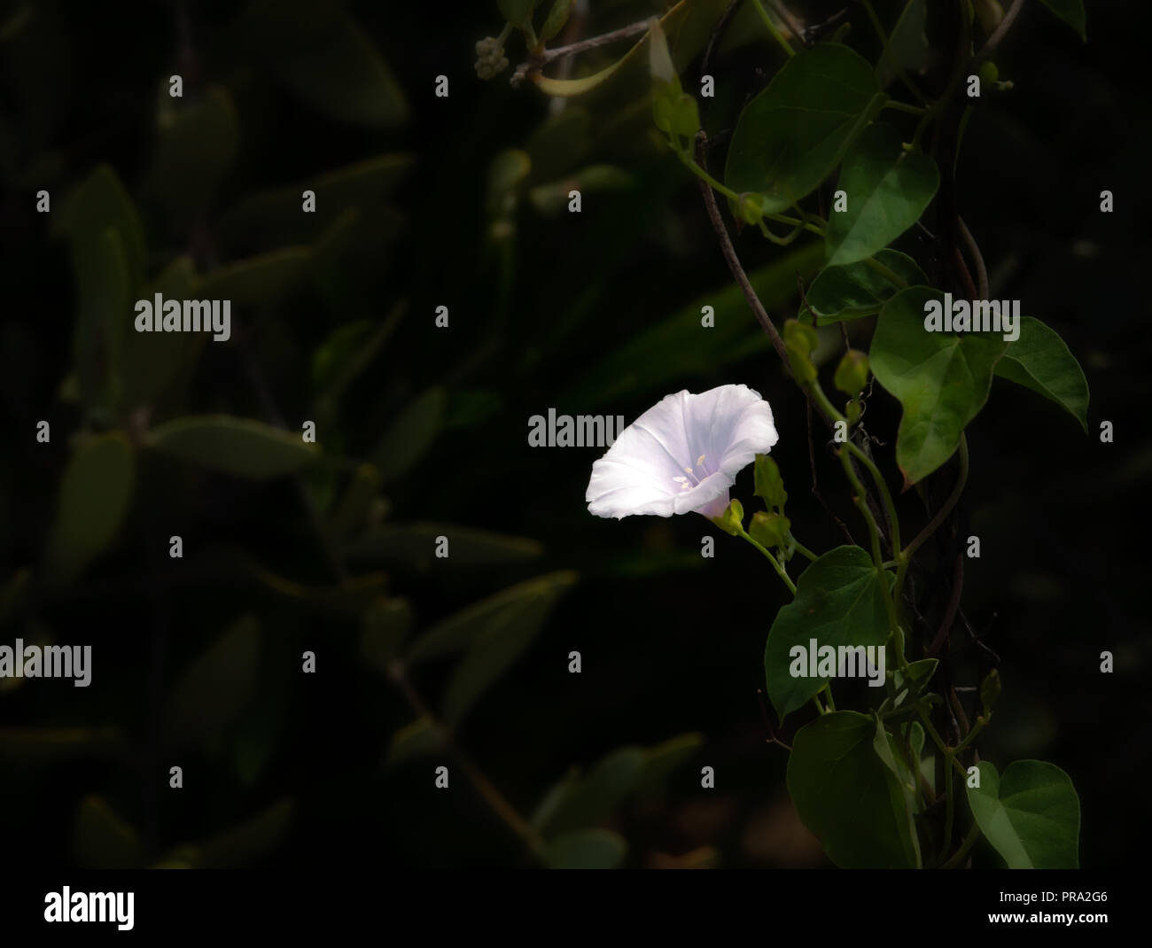 White Cluster Vine Jacquemontia pringlei with Soft Focus Background Stock Photo