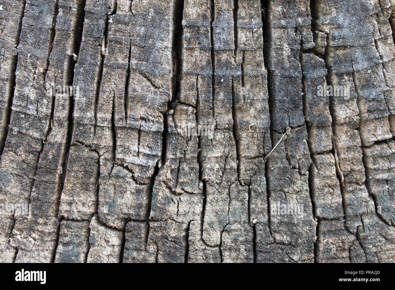 decayed tree rings Stock Photo - Alamy