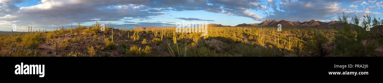 Ecosystem sonora sonoran desert hi-res stock photography and images - Alamy