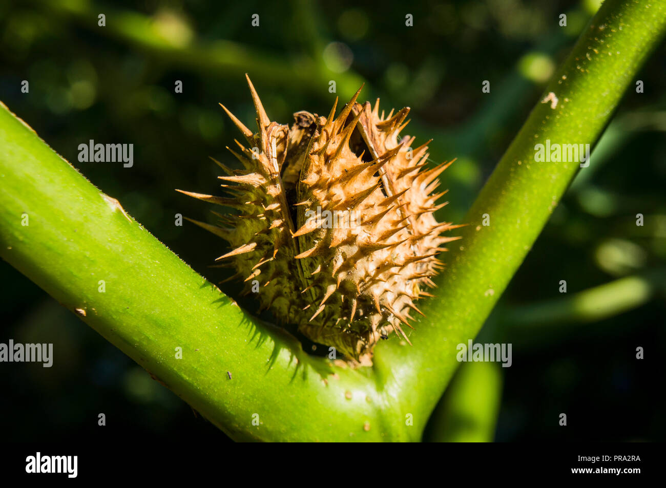 Datura stramonium, jimsonweed or devil's snare, a fatally toxic plant in  the Solanaceae family, mature seed pod, September 30, 2018. (CTK  Photo/Libor Stock Photo - Alamy