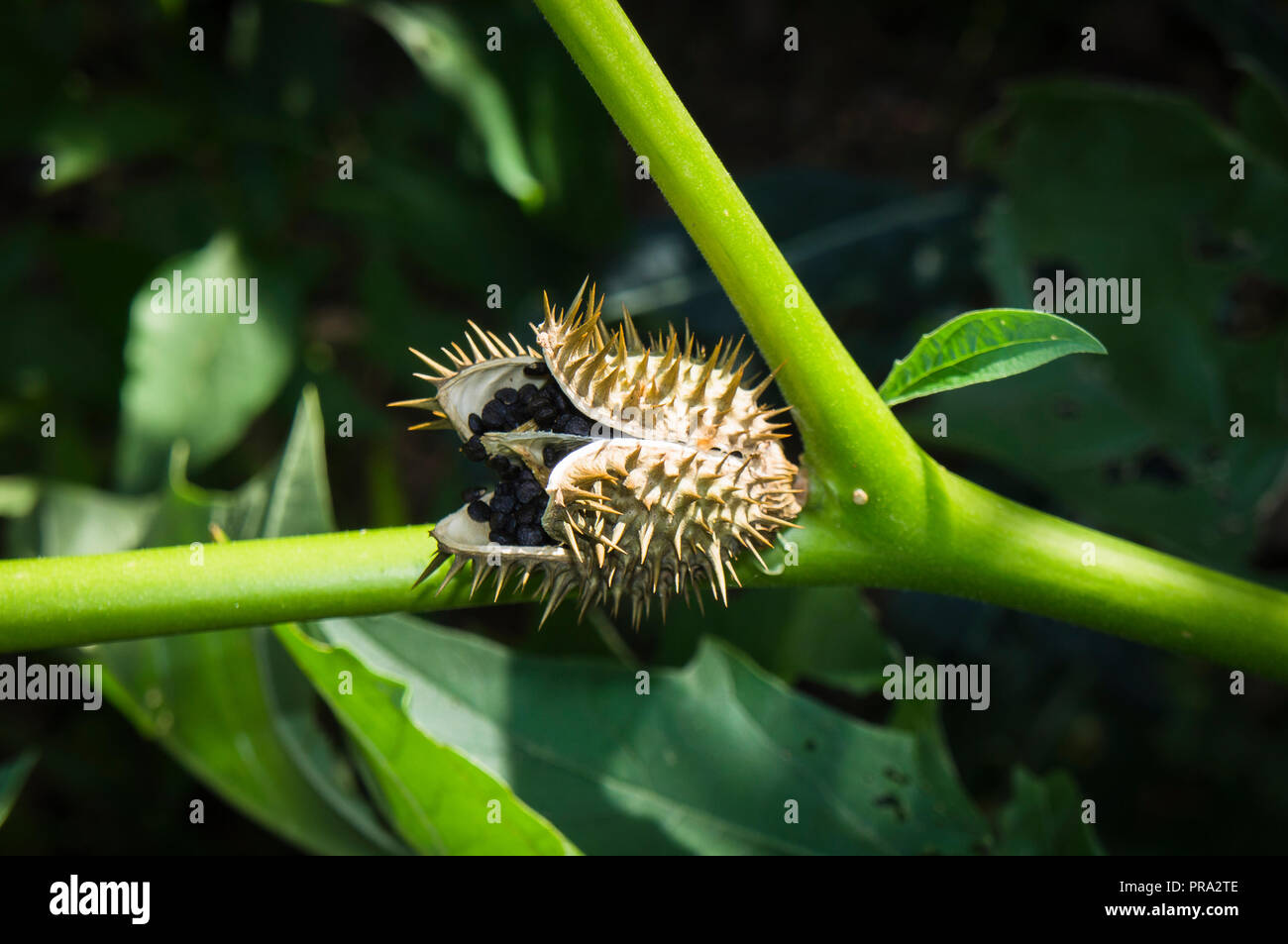 Datura stramonium, jimsonweed or devil's snare, a fatally toxic plant
