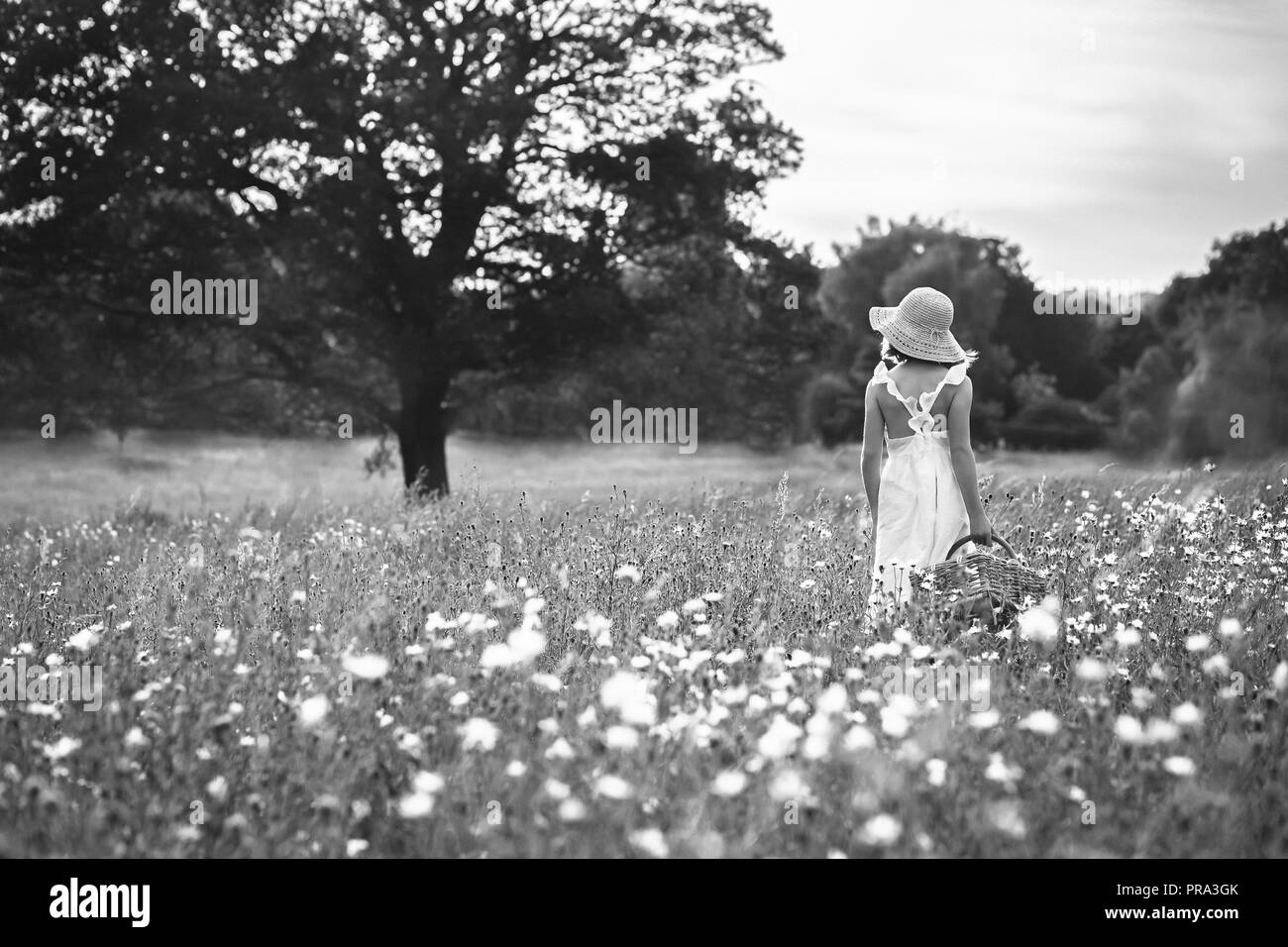 Field of Daisies Stock Photo Alamy