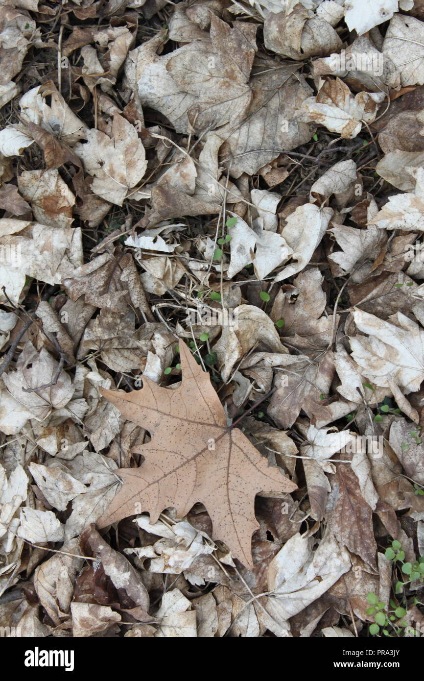 Fallen maple leaves on forest floor Stock Photo