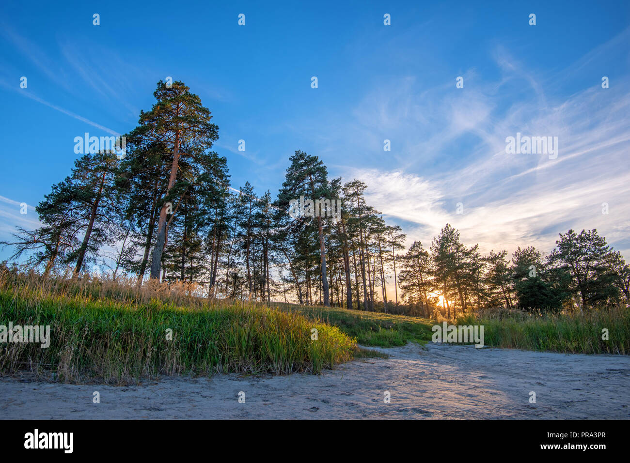 Sand dunes with pine trees on sunset Stock Photo