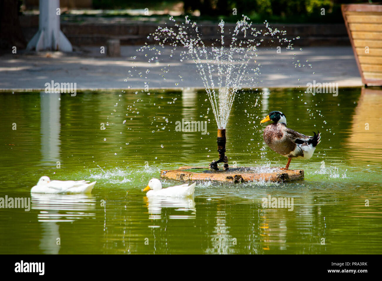 Ducks bathing in a pond Stock Photo Alamy