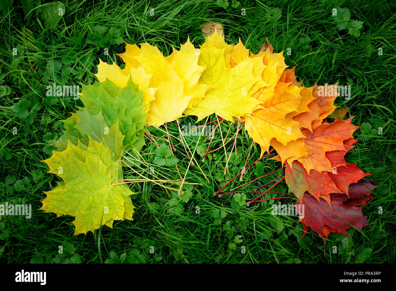 Autumn leafs colorful rainbow color gradient. Season change concept Stock Photo