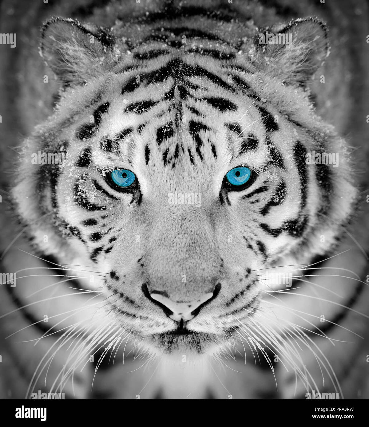 white snow tiger with blue eyes