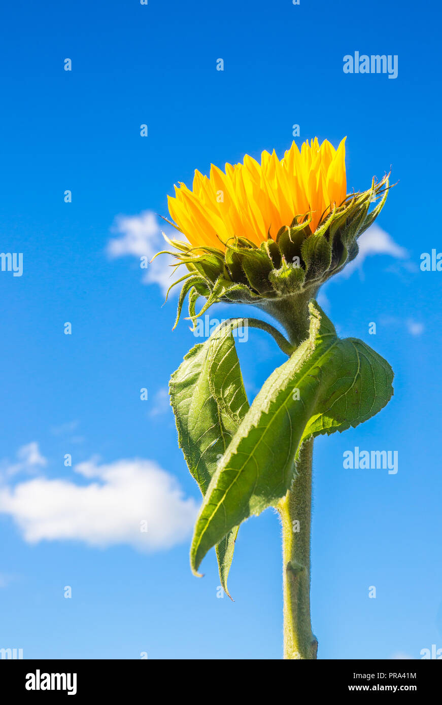 Detailed portrait close up of single, upright sunflower stem (bright yellow head & green leaves) against deep blue sky & fluffy clouds in background. Stock Photo
