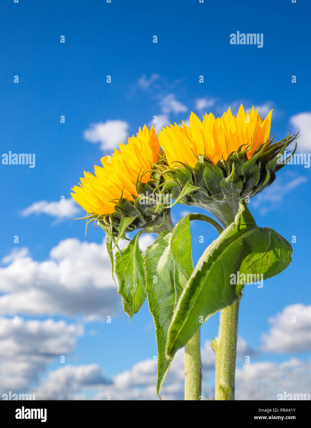 Detailed close up of two upright isolated sunflowers (yellow heads, green leaves and stems) with deep blue sky, & fluffy cumulus clouds in background. Stock Photo