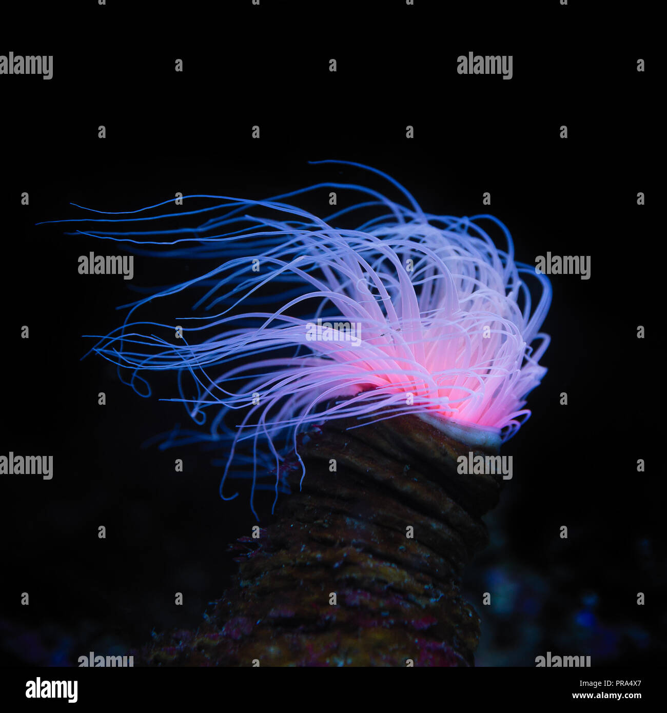 Beautiful Flower Tube Anemone (Cerianthus filiformis) in tropical
