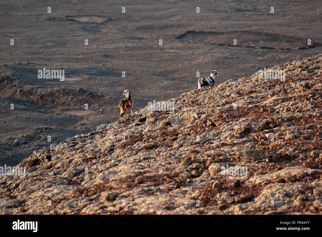 wild goat on the slope of a volcano, fuerteventura canary islands Stock ...