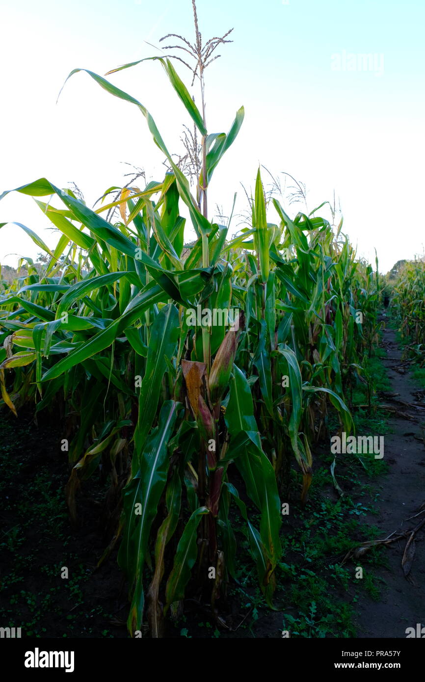 Maize Harvested, Winter Cattle Feed, Silage, Bunbury, Cheshire, Farming