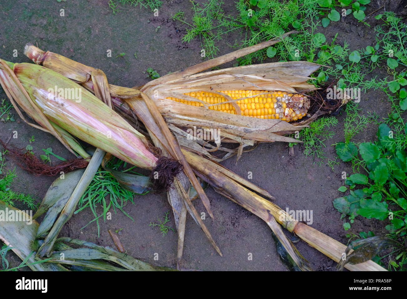 Maize Harvested, Winter Cattle Feed, Silage, Bunbury, Cheshire, Farming