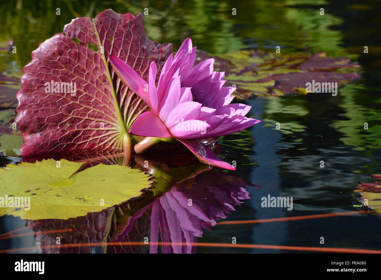 Water lily on the pond Stock Photo - Alamy