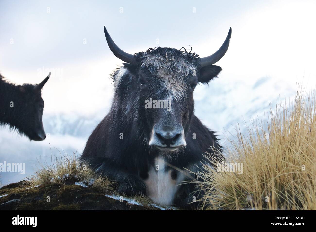 Wild yak in stunning wilderness of the Himalayas in Nepal. Stock Photo