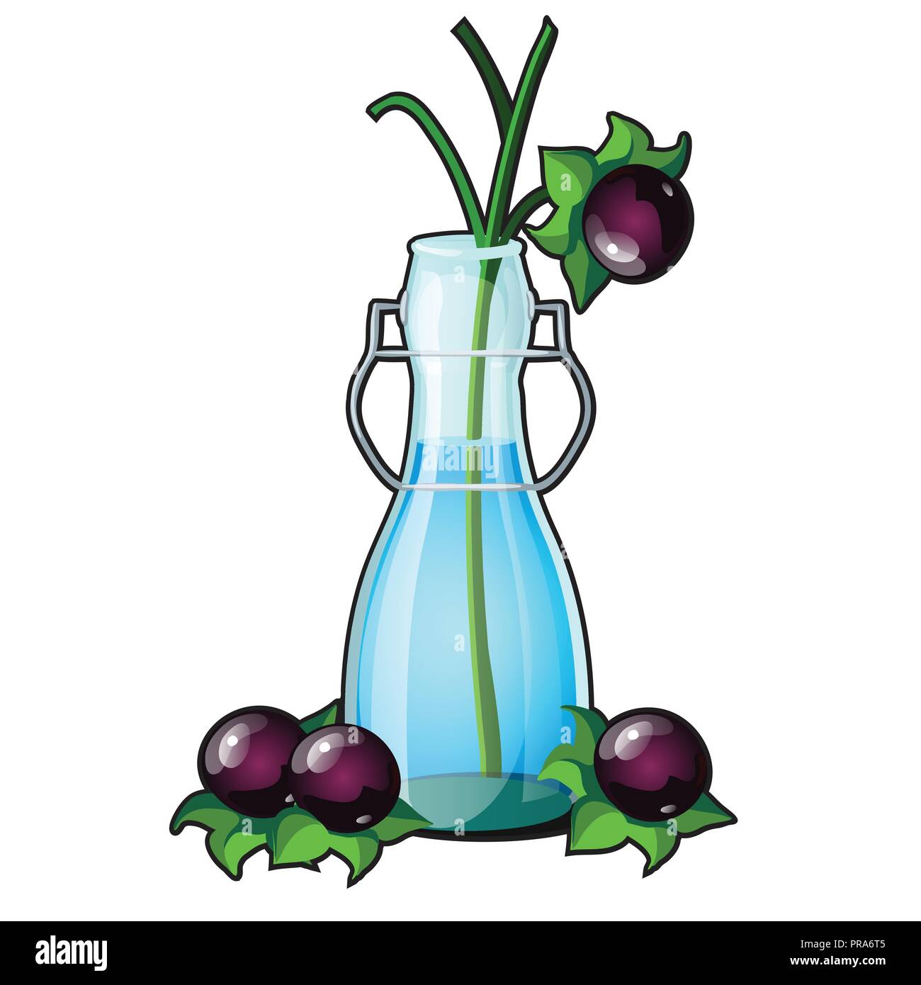 Branch with fruits of the Atropa belladonna or deadly nightshade, perennial herbaceous plant in nightshade family Solanaceae in transparent glass vase isolated on white background. Vector close-up. Stock Vector