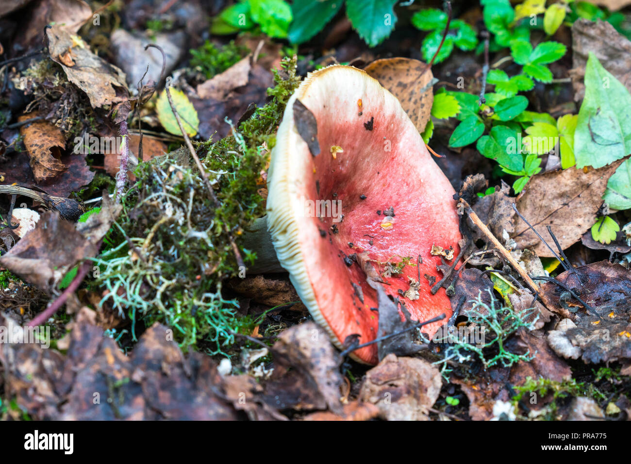 The Sickener Russula emetica (Russulaceae) Bodenham Herefordshire UK September 2018 Stock Photo