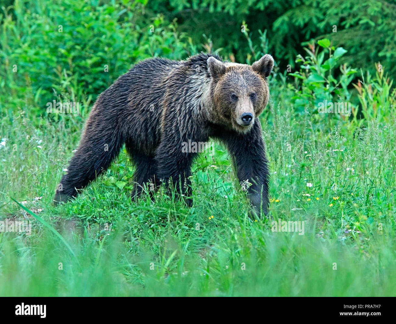 European brown bear walking Stock Photo