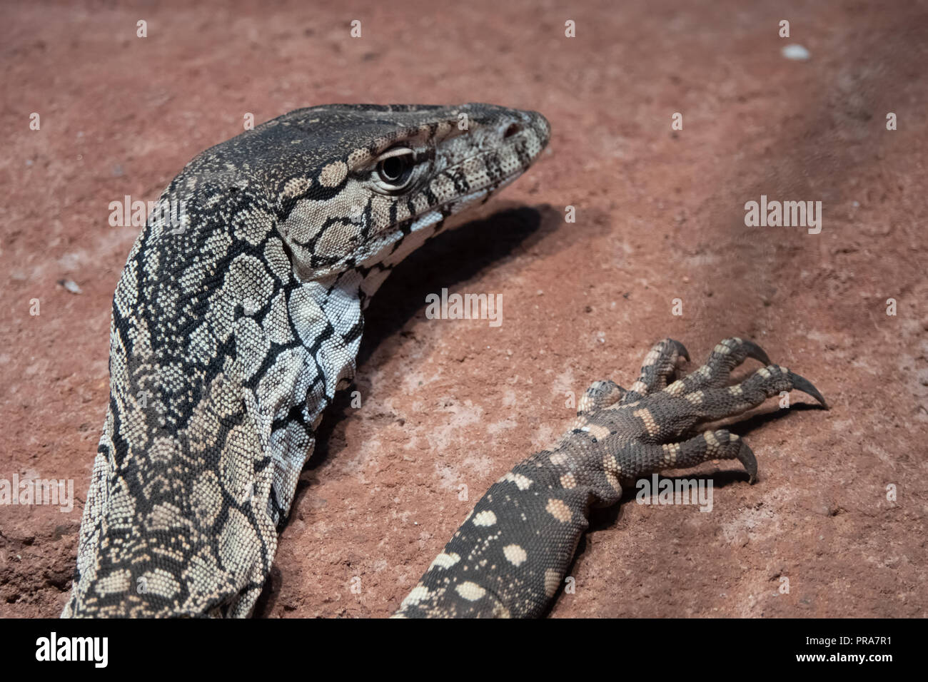 Monitor lizards, large lizards in the genus Varanus, native to Africa