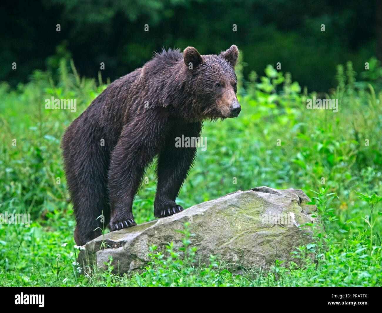 European brown bear climbing on rock Stock Photo
